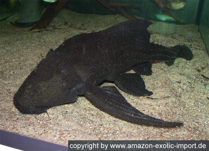 Acanthicus adonis Alchetron, The Free Social Encyclopedia